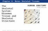 HUMAN ANATOMY Fifth Edition Chapter 1 Lecture Copyright © 2005 Pearson Education, Inc., publishing as Benjamin Cummings Chapter 6: Bones Skeletal Tissues.