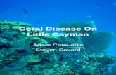 Coral Disease On Little Cayman Adam Catevenis Steven Savard.