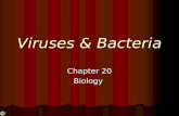 Viruses & Bacteria Chapter 20 Biology. What are Viruses A virus is a non-cellular particle made up of genetic material and protein that can invade living.