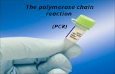 The polymerase chain reaction (PCR). Experiment Goals Understand how PCR technique works. Perform PCR experiment. Analyze PCR products.