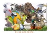 Birds By: jp and rocha. Define a bird. bird’s are warm-blooded egg- laying vertebrates characterized by feathers and forelimbs modified as wings.
