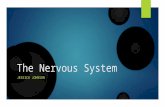 The Nervous System JESSICA JOHNSON. What is the Nervous System?  Definition: the network of nerve cells and fibers that transmits nerve impulses between.