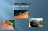 Myleah Sperbeck  What gives people diseases? What drinks blood? What gives people bug bites? What lives by shady places? Mosquitos. Let’s learn more.
