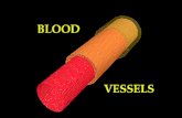 CELLULAR BIOLOGY OF BLOOD VESSELS The biology of the vascular wall is essential to understanding the pathophysiology of atherosclerosis, vasospasm, and.