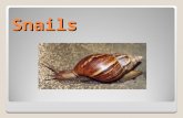 Snails. Snails are molluscs. They have soft bodies protected by a hard shell. The body of the snail is usually moist and often slimy.
