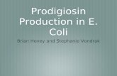 Prodigiosin Production in E. Coli Brian Hovey and Stephanie Vondrak.