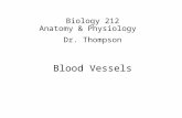 Biology 212 Anatomy & Physiology I Dr. Thompson Blood Vessels.