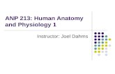 ANP 213: Human Anatomy and Physiology 1 Instructor: Joel Dahms.