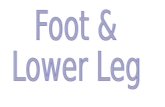 Bones of the Foot Phalanges (toe bones) Metatarsals (long foot bones) Tarsals (small bones near ankle)