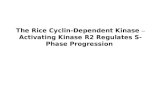 The Rice Cyclin-Dependent Kinase – Activating Kinase R2 Regulates S-Phase Progression.