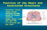 Position of the Heart and Associated Structures Coronary trivia Pumps blood through 60,000 miles of blood vessels Pumps about 3,600 gal per day 2.6 million.