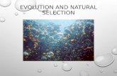 EVOLUTION AND NATURAL SELECTION. QUICK REVIEW SUMMARY OF THE HISTORY OF EVOLUTIONARY THOUGHT.