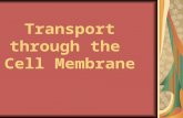 Transport through the Cell Membrane. The Cell Membrane is Semi-permeable SOME MOLECULES CAN GET THROUGH Very small or Non-charged (nonpolar)