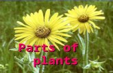 Parts of plants. Leaves  Each part of a plant has a very important function.  Each part of a plant has a very important function.  All plants produce.
