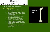 Bone Classification 4 types of bones: 1.Long Bones Much longer than they are wide. All bones of the limbs except for the patella (kneecap), and the bones.