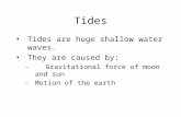 Tides Tides are huge shallow water waves. They are caused by: - Gravitational force of moon and sun -Motion of the earth.