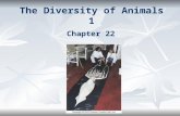 The Diversity of Animals 1 Chapter 22. Animals are in Domain Eukarya  Immediate ancestors are a type of Protista.