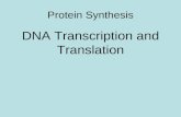 Protein Synthesis DNA Transcription and Translation.