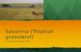 Savanna (Tropical grassland) Zeina Fahim Science 6A Male_li on_on_savanna.jpg.