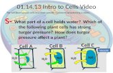 What part of a cell holds water? Which of the following plant cells has strong turgor pressure? How does turgor pressure affect a plant? 01.14.13 Intro.