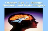 Chapter 2 pt. 1: Biology, Neurons, and Brain Imagery.