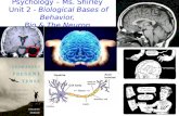 Psychology – Ms. Shirley Unit 2 - Biological Bases of Behavior, Bio & The Neuron.