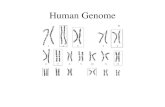Human Genome. Human Genome Contents: 3200 Mb Genes: 1200 Mb –Genes 48 Mb –Related 1152 Mb: Pseudogenes, Gene Fragments, Introns Intergenic DNA 2000 Mb.