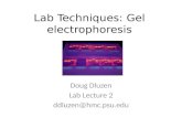 Lab Techniques: Gel electrophoresis Doug Dluzen Lab Lecture 2 ddluzen@hmc.psu.edu.