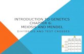 INTRODUCTION TO GENETICS CHAPTER 6: MEIOSIS AND MENDEL DIHYBRIDS AND TEST CROSSES.