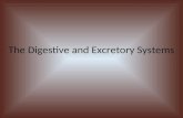 The Digestive and Excretory Systems. Objectives To list the organs of the digestive and excretory systems To describe the function of the organs of the.