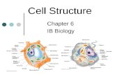 Cell Structure Chapter 6 IB Biology. Prokaryotes vs. Eukaryotes Prokaryotes have no nucleus or membrane bound organelles Most have a cell wall Many have.