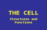 THE CELL Structures and Functions. The Cell Outside of cells is extracellular fluid.Outside of cells is extracellular fluid. Inside the cell is an aqueous.