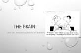 THE BRAIN! UNIT 3B: BIOLOGICAL BASIS OF BEHAVIOUR.