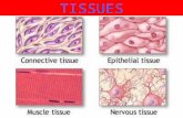 TISSUES. Types of Epithelial Membranes Serous line body cavities that lack openings to outside reduce friction inner lining of thorax and abdomen cover.