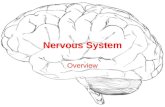 Nervous System Overview. Divided into Two Parts: Central (CNS) Peripheral (PNS) .