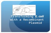 Transforming E. coli with a Recombinant Plasmid. What is biotechnology? Employs use of living organisms in technology and medicine Modifying living organisms.