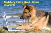 Texas Big German Shepherds Mandatory Facts about German Shepherds.