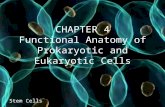 CHAPTER 4 Functional Anatomy of Prokaryotic and Eukaryotic Cells Stem Cells.
