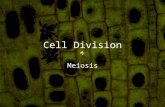 Cell Division Meiosis Definition Cell division by which eggs and sperm are produced. The production of sex cells, which are not genetically identical,
