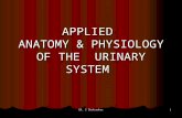 APPLIED ANATOMY & PHYSIOLOGY OF THE URINARY SYSTEM DR. S Chakradhar 1.
