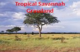 Tropical Savannah Grassland. Key Features of the Tropical Savanna Biome This tropical biome develops where the climate provides one or two wet seasons.