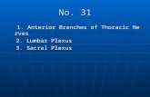 No. 31 1. Anterior Branches of Thoracic Nerves 1. Anterior Branches of Thoracic Nerves 2. Lumbar Plexus 2. Lumbar Plexus 3. Sacral Plexus 3. Sacral Plexus.
