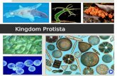 Kingdom Protista Biology 11 Mr. McCallum. Introduction  Protista = the very first  Fossil records date back 1.5 billion years  Unicellular and multicellular.
