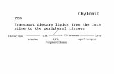 Chylomicron Transport dietary lipids from the intestine to the peripheral tissues.