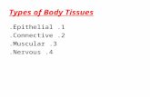 Types of Body Tissues 1. Epithelial. 2. Connective. 3. Muscular. 4. Nervous.
