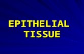 EPITHELIAL TISSUE. DefinitionDefinition Tightly-bound contiguous cells forming sheets covering the body surface or lining the body cavities and their.