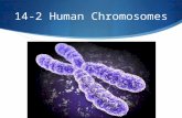 14-2 Human Chromosomes. Slide 2 of 25 Human Genes and Chromosomes  Only 2% of DNA in chromosomes function as genes  The average human gene is about.
