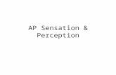 AP Sensation & Perception. What is the difference? Sensation: The ability to receive stimuli from the outside world. Perception: Your interpretation of.