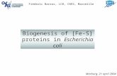 Biogenesis of [Fe-S] proteins in Escherichia coli Frederic Barras, LCB, CNRS, Marseille Marburg, 21 april 2004.