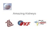 Amazing Kidneys. AMAZING KIDNEYS First phase of the CREDIT study has been completed and according to the data, a nationwide strategy is planned. CREDIT.